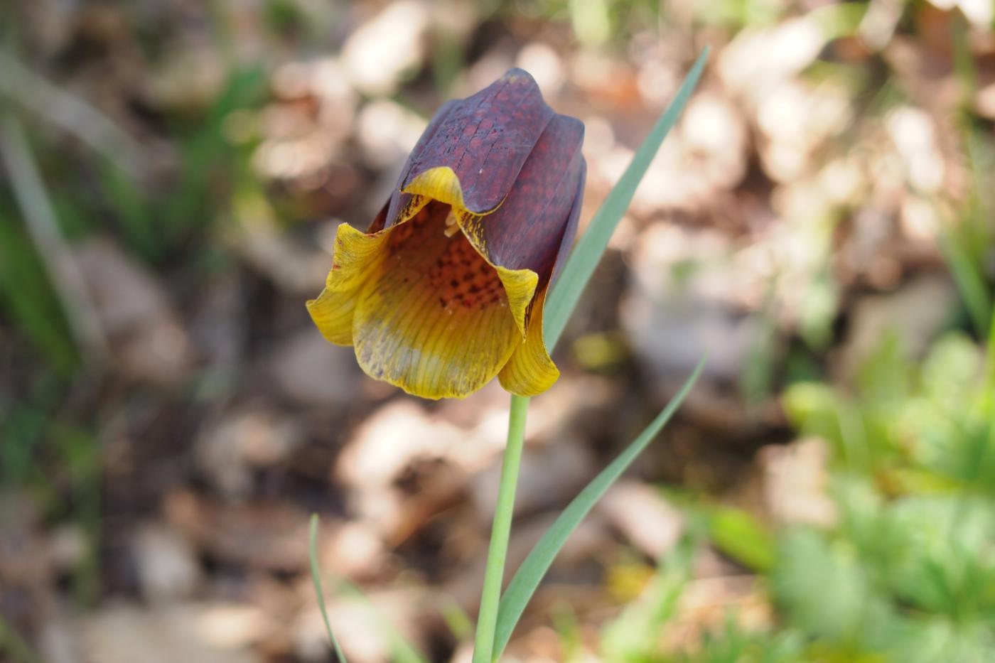 Fritillary, Pyrennean flower